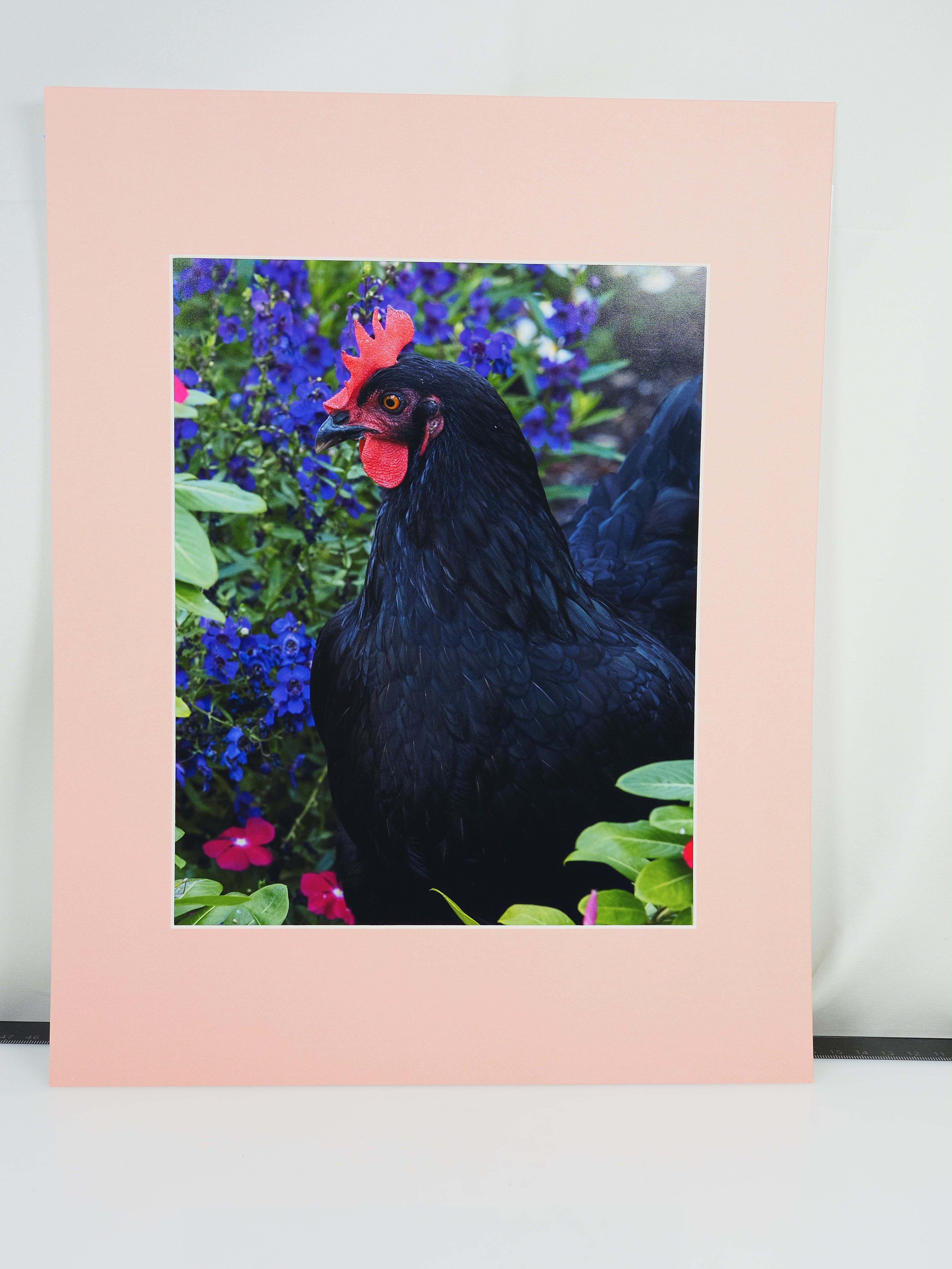 THE CHICKEN SERIES MATTED 8X10 ORIGINAL PRINTS