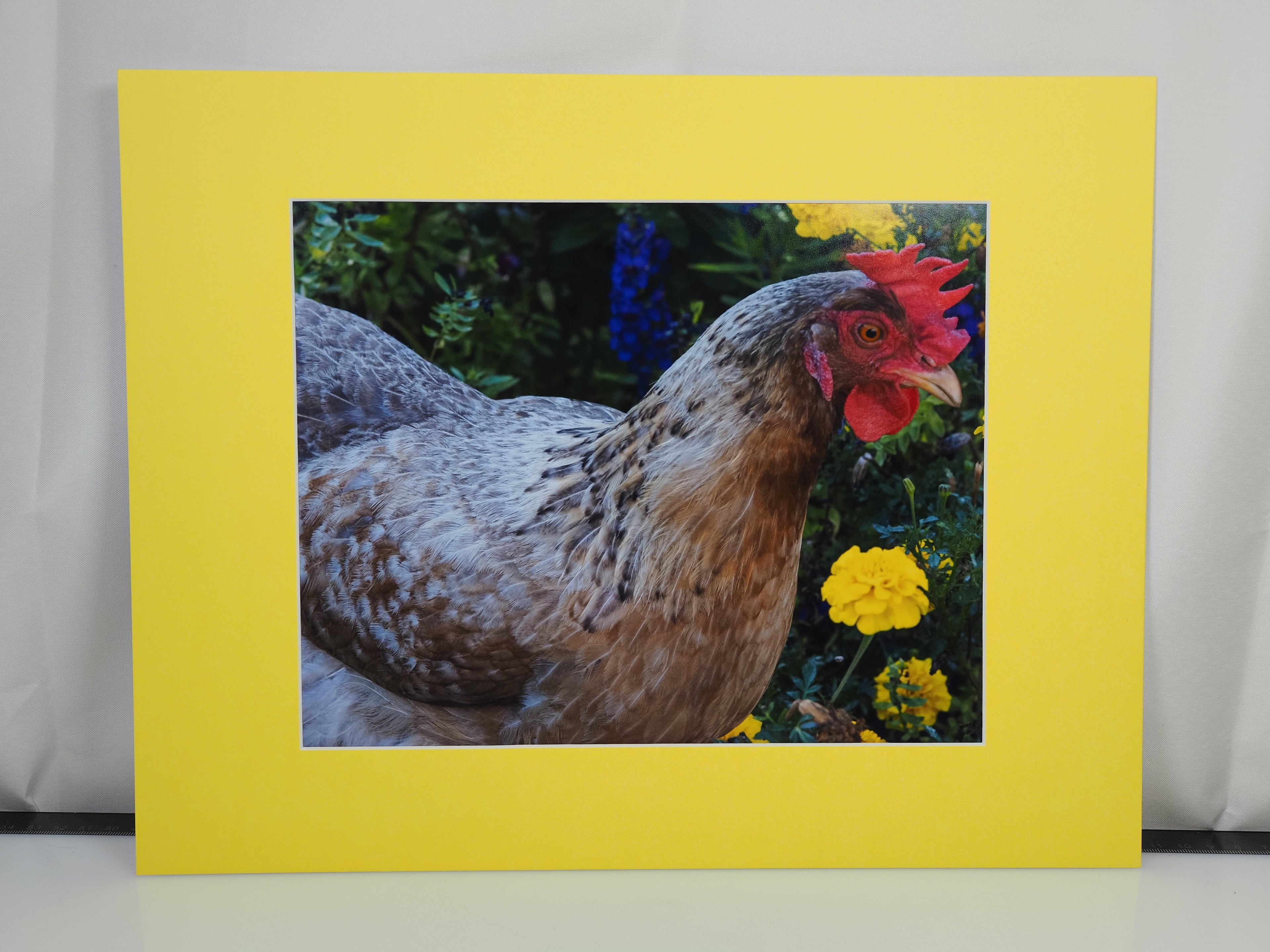 THE CHICKEN SERIES MATTED 8X10 ORIGINAL PRINTS