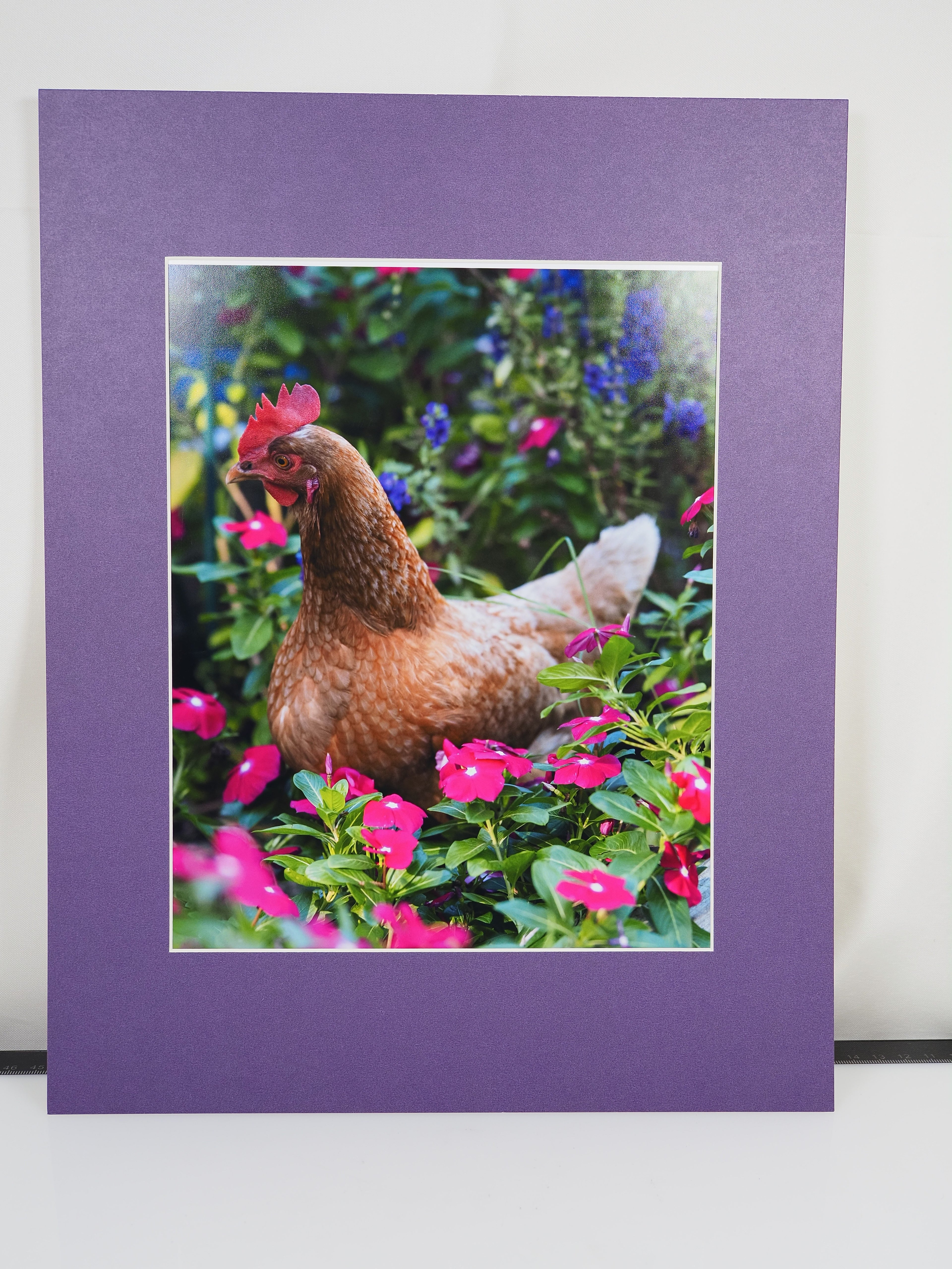 THE CHICKEN SERIES MATTED 8X10 ORIGINAL PRINTS